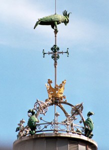 looking-up-parrot-surveying-the-market-sm