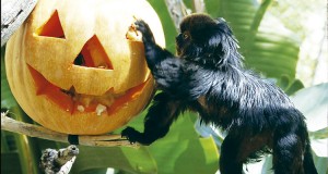 mono-terra-natura-halloween