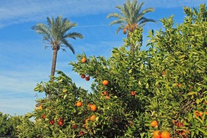 naranjas-de-valencia