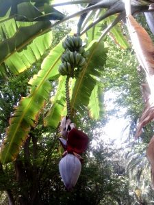 albero di banane