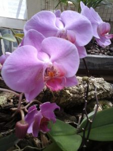 orchidea fiore