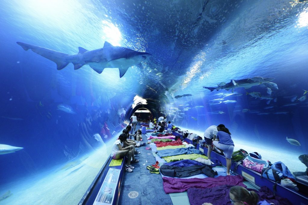 Cosa fare a Valencia ad Agosto: le attività proposte dall'Oceanogràfic; Dormire con gli squali